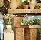 Wooden crates and plants