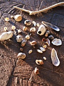Shells on floor