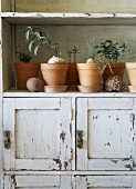 Plants in terracotta pots on old cabinet