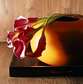 Callas über Vase gelegt