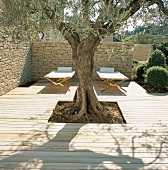 Holzterrasse mit eingefasstem Baum