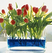 Red tulips in glass vase