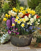 Various spring flowers in container