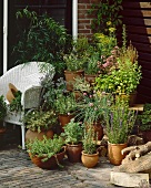 Terrace with garden herbs in pots