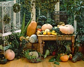 Still life with pumpkins, squashes and bird cage