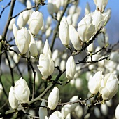 White tulip magnolia