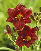 Dark red day lilies (Hemerocallis 'Welchkins')