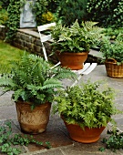 Various ferns in pots on a terrace