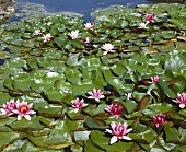 Water lily pond