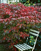 Winged spindle with red autumn tints