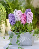 Mixed hyacinths