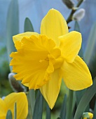 Gelbe Narzissenblüte der Sorte Narcissus Ballade