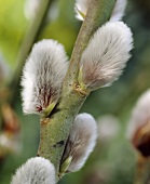 Pussy willow catkins (close-up)