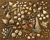 Various flower bulbs lying on soil