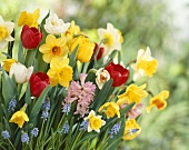 Colourful spring flowers
