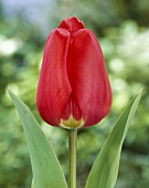 Red tulip (Tulipa 'Diplomate')