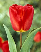 Red tulip, variety 'Oxford'