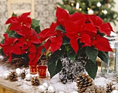 Christmas decoration: poinsettias, cones and baubles