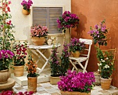 Bougainvilleas of various colours in pots and tubs on terrace