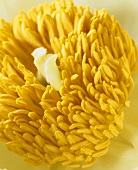Style, stigma and stamens of a yellow peony