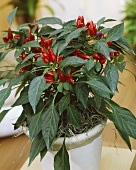 Ornamental pepper in flowerpot