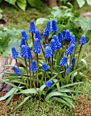 Blue grape hyacinths