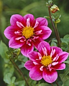 Zwei pinkfarbene Dahlienblüten der Sorte Jazzy