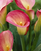 Calla lilies (variety 'Pillow Talk')