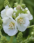 White mullein flowers (Verbascum 'White Domino')