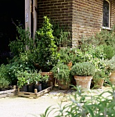 Culinary herbs in flowerpots