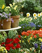 Spring flowers in garden