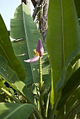 Bananenpflanze mit Bananenblüte