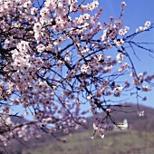 Flowering almond tree, vineyards in background (Palatinate)