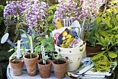 Assorted plants in pots in a garden