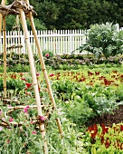 A vegetable bed