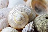 Shells (close up)