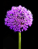 An ornamental onion flower