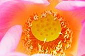 A lotus flower calyx