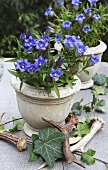 Gentiana with ivy in stone pots