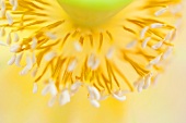 Lotusblüte; Pollen
