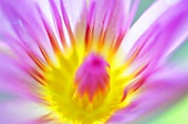 Violett-gelbe-Lotusblüte