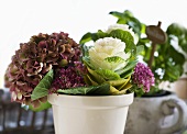 Ornamental cabbage and a hortensia in a flower pot