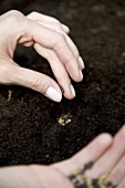 Seeds being planted in soil