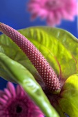 Flamingo flower with green spathe in front of gerberas