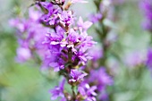 Purple loosestrife (flowering)