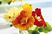Mixed nasturtium flowers