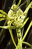 Brassia (a genus of orchids)