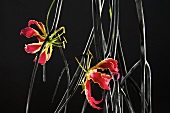 Glory lily (Gloriosa rothschildiana)
