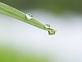 Drops of water on blade of grass (detail)
