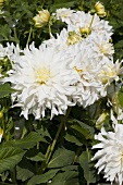 White dahlias in garden